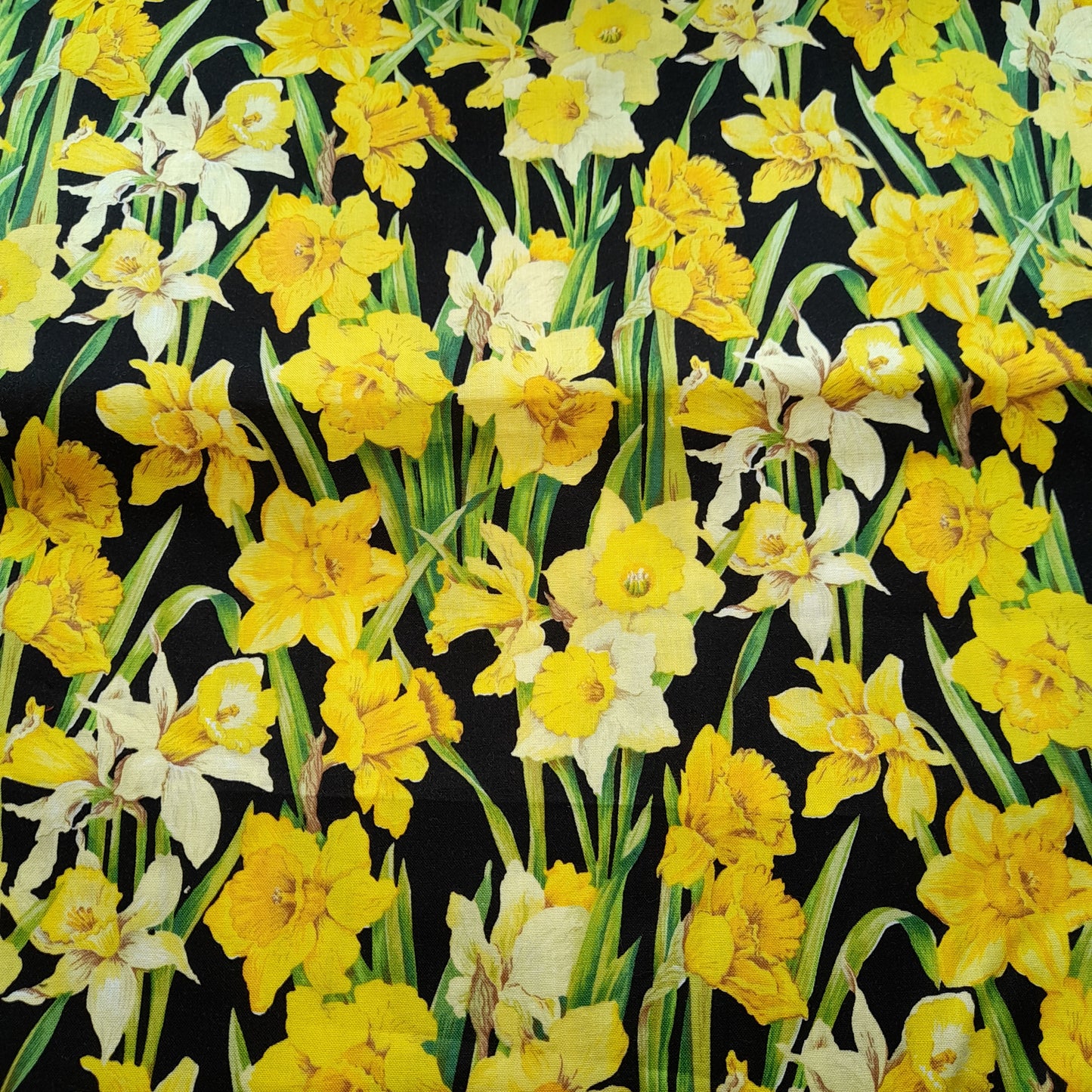 Nutex : Daffodils .